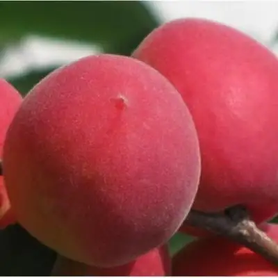 Абрикос РУБИН в Борисове