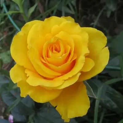 Роза КЕРИО чайно-гибридная в Борисове