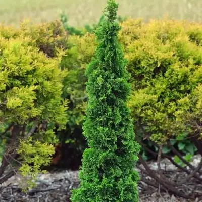 Туя СПИРАЛИС МИНИ западная в Борисове