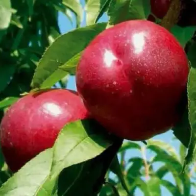 Нектарин МЕДВЕДЕВСКИЙ в Борисове