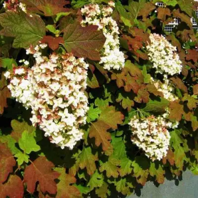 Гортензия БЛЭК ПОРШ дуболистная в Борисове