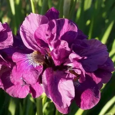 Ирис БАНДЛ ОВ ДЖОЙ сибирский в Борисове