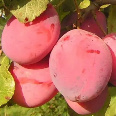 Слива ФАВОРИТЕ ДЕ СУЛТАНО в Борисове