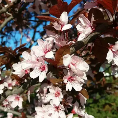 Слива ВУДИ растопыренная в Борисове