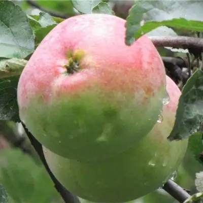 Яблоня МОСКОВСКОЕ ЗИМНЕЕ в Борисове