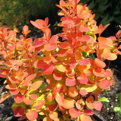 Барбарис ОРАНЖ ФАЙЕР тунберга в Борисове