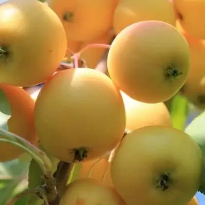 Яблоня УРАЛЬСКОЕ НАЛИВНОЕ в Борисове