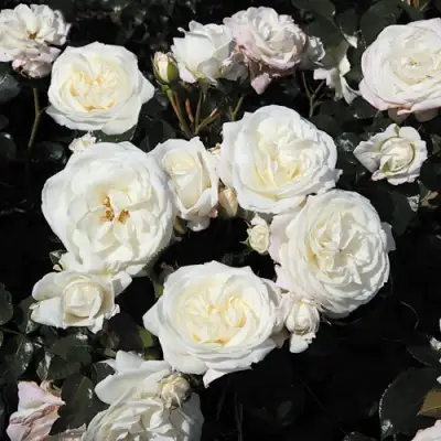 Роза АЛАБАСТЕР флорибунда в Борисове