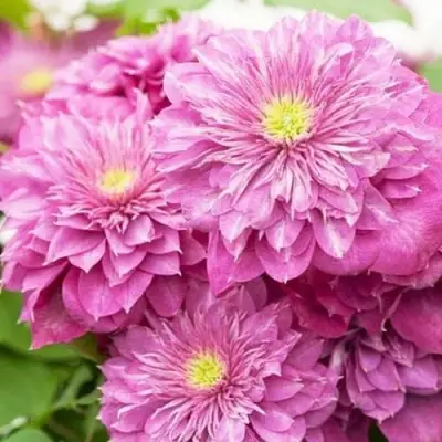 Клематис КАЙЗЕР в Борисове