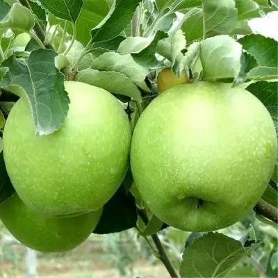 Яблоня РЕНЕТ СИМИРЕНКО в Борисове