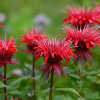 Монарда ПАНОРАМА РЕД в Борисове