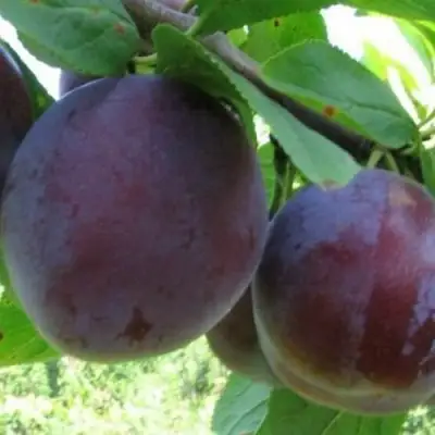 Слива СТАРТОВАЯ в Борисове