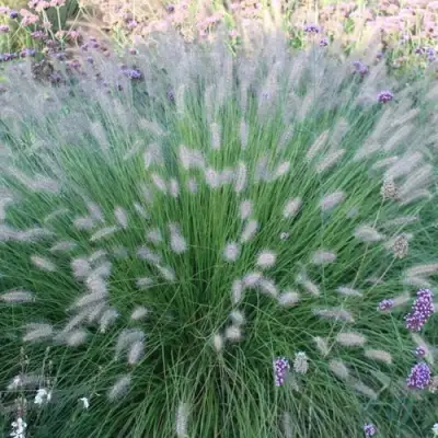 Пеннисетум ХАМЕЛН в Борисове