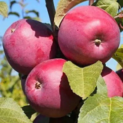 Яблоня ЗОРКА в Борисове