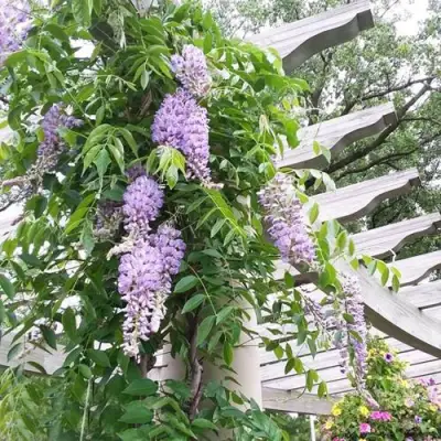 Глициния макростахия БЛЮ МУН в Борисове