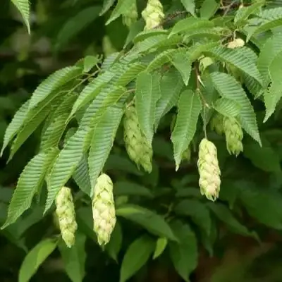 Граб японский в Борисове