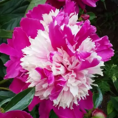 Пион КАПЛЯ РОСЫ травянистый в Борисове