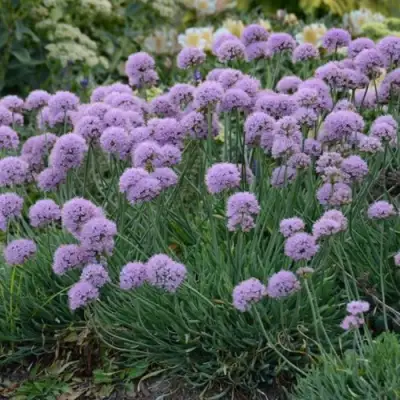 Лук ЛИЗА БЛЮ стареющий в Борисове