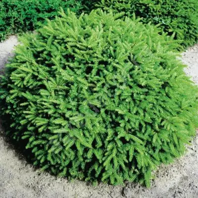 Ель НИДИФОРМИС обыкновенная в Борисове