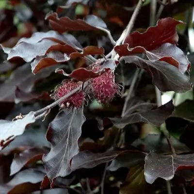 Бук лесной АТРОПУНИЦЕА в Борисове