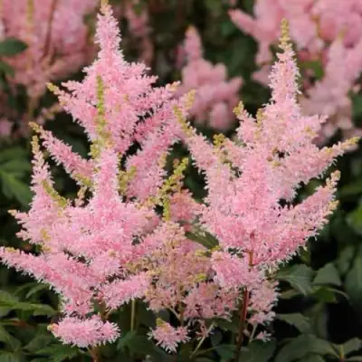 Астильба ЮНИК САЛМОН гибридная в Борисове