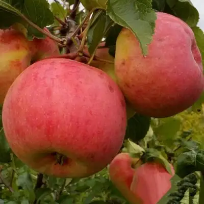 Яблоня БОЛОТОВСКОЕ в Борисове