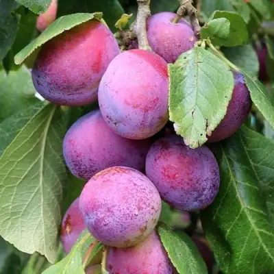 Слива БЛЮ СВИТ колонновидная в Борисове