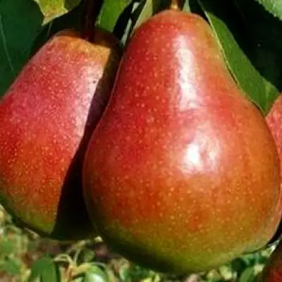 Груша ГЕРА в Борисове