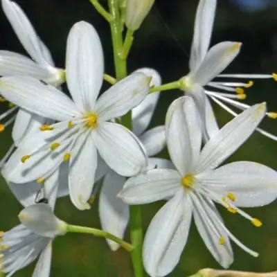 Венечник ветвистый в Борисове