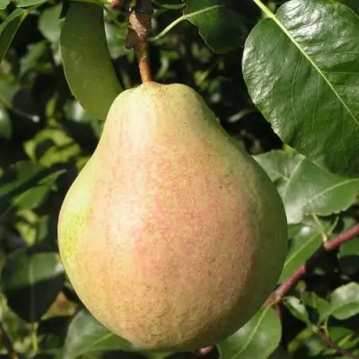 Груша ЛИРА в Борисове
