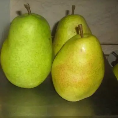 Груша БЕРЕ ЛЮКА в Борисове