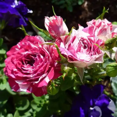 Роза ФЛЕШ ДАНС спрей в Борисове