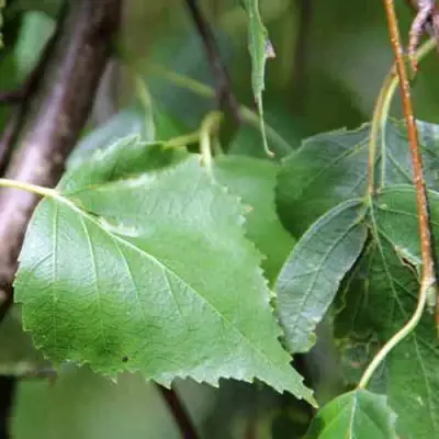 Береза ПОВИСЛАЯ в Борисове