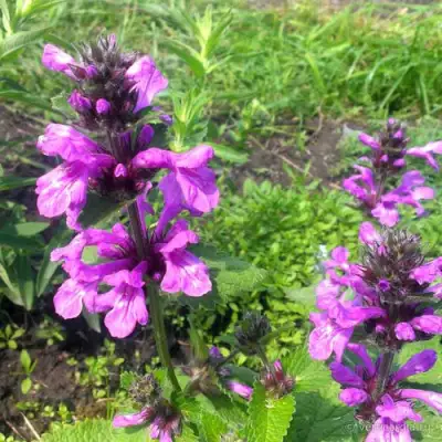 Буквица крупноцветковая в Борисове