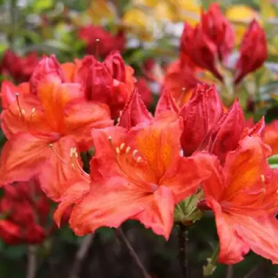 Азалия ЛИЛИНШТЕЙН японская в Борисове