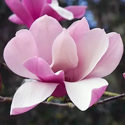 Магнолия РИККИ в Борисове