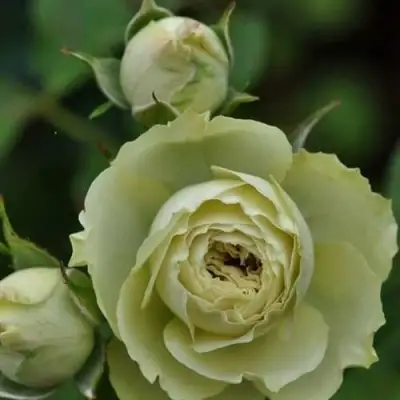 Роза ГРИН ДАЙМОНД миниатюрная в Борисове