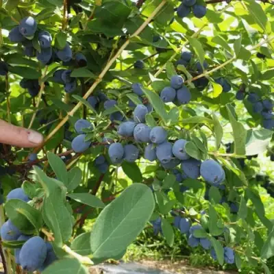 Жимолость съедобная КЛУБНИЧНАЯ СЕНСАЦИЯ в Борисове