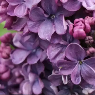 Сирень ВИОЛЕТТА в Борисове