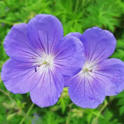 Герань БРУКСАЙД гибридная в Борисове