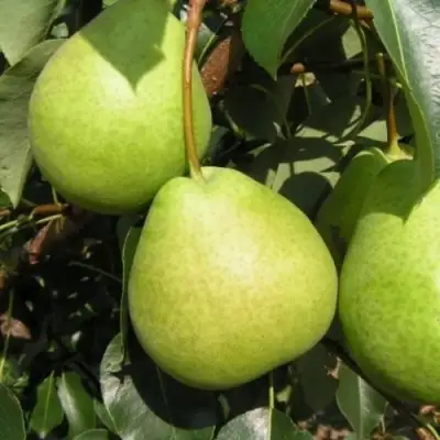 Груша ЛАГОДНАЯ в Борисове