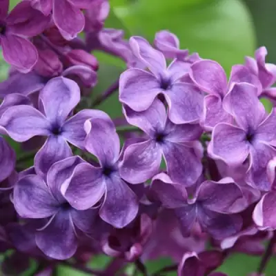 Сирень СУМЕРКИ в Борисове