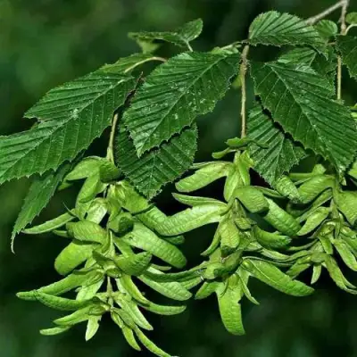 Граб  в Борисове