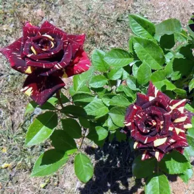 Роза АБРАКАДАБРА чайно-гибридная в Борисове