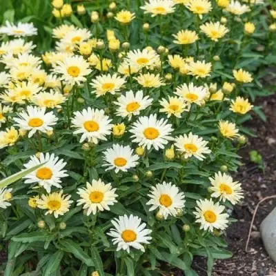 Нивяник БРОДВЕЙ ЛАЙТС великолепный в Борисове