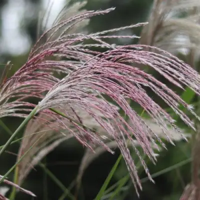 Мискантус МАЛЕПАРТУС китайский  в Борисове