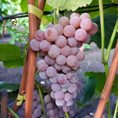 Виноград РИЛАЙНС ПИНК СИДЛИС в Борисове