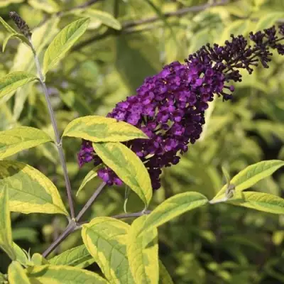 Буддлея давида САНТАНА  в Борисове