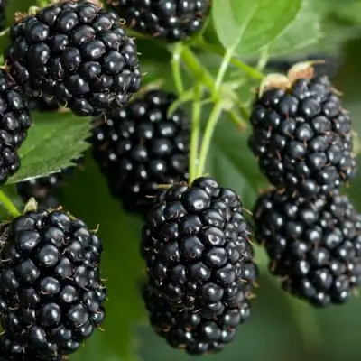 Ежевика ЧЕРНАЯ МАГИЯ ремонтантная  в Борисове