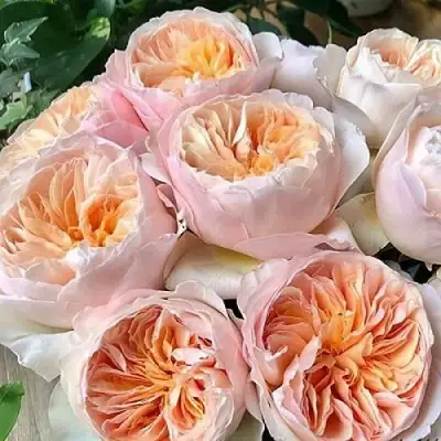 Роза ДЖУЛЬЕТТА английская в Борисове